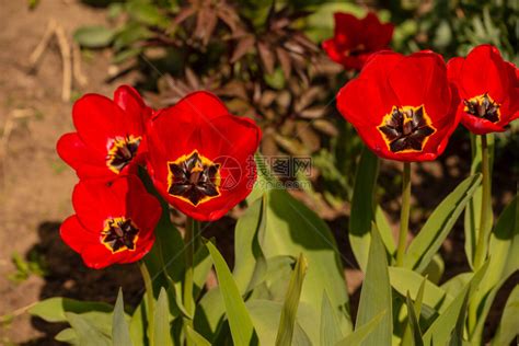 一束美丽的春天花朵五颜六色的郁金香高清图片下载-正版图片506484762-摄图网