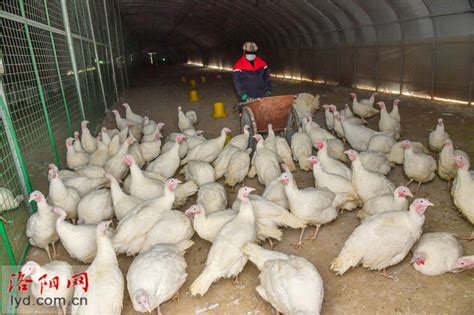 嵩县三人场村：火鸡养殖让群众生活“火”起来_新闻中心_洛阳网