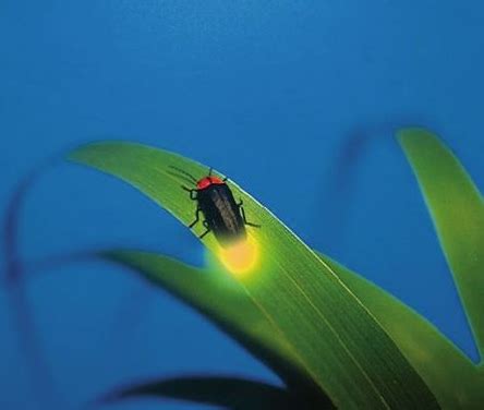 昆虫动物萤火虫素材图片免费下载-千库网