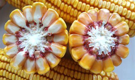 登海605玉米和哪个品种混种
