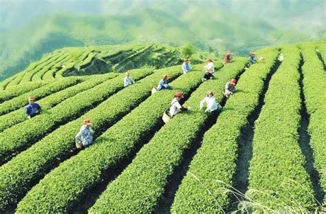 茶叶生意市场如何？茶叶行业目前的发展趋势怎样？ - 御品茶缘 · 五行养生茶【官网】