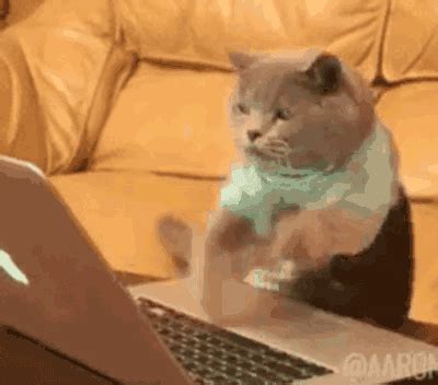 我想找一张GIF，有一张猫在疯狂敲键盘，这个动图？ - 知乎