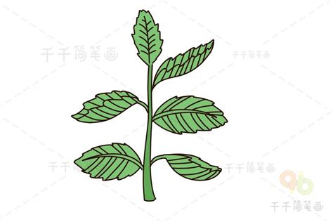 植物简笔画图片