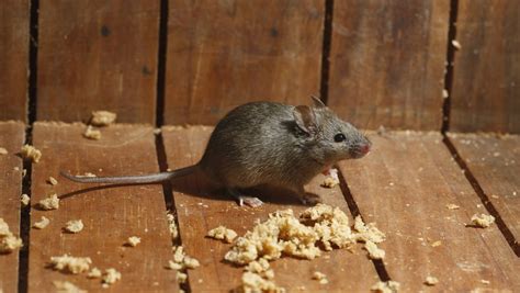 老鼠怎么赞颂,夸赞老鼠的话,关于对鼠的_大山谷图库