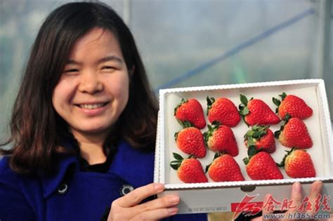 长丰草莓尝试网络营销 可全程追根溯源_安徽频道_凤凰网