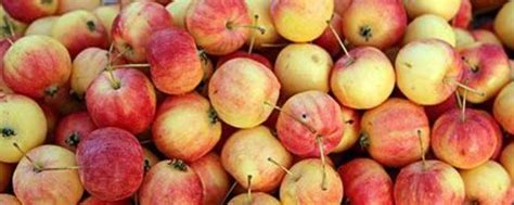 健康本迪克森新鲜收获的红苹果和绿其中有一些苹果叶夹在红绿中新鲜的高清图片下载-正版图片307514457-摄图网