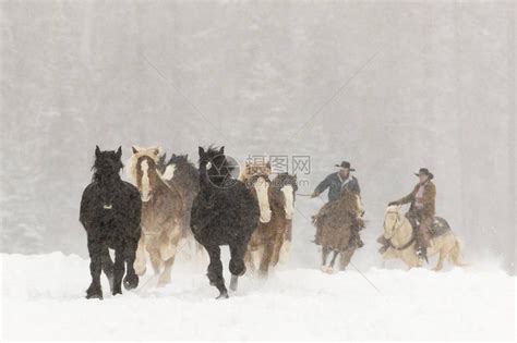 一群马在山上的雪中奔跑高清图片下载-正版图片507360717-摄图网