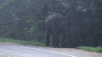 而公路上的人们也会小心避让。虽然此次大象并未与汽车或行人接触，但依然具有一定的危险性。