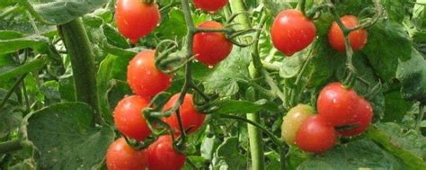 批发番茄种子 西红柿种子 蔬果种子 品种多-阿里巴巴