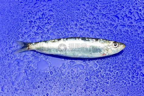 沙丁鱼是一种在鱼贩中很容易找到的鱼高清图片下载-正版图片506579569-摄图网