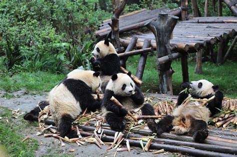 首部大熊猫完整生存记录《熊猫中国：中国大熊猫纪实》出版-国际环保在线