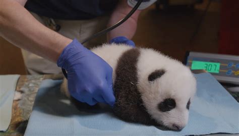 旅美大熊猫“美香”母子状况如何？美国动物园这样回应
