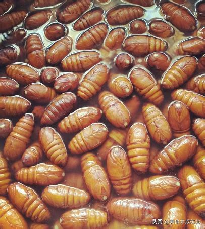 鲜香嘎嘣脆的烤蚕蛹怎么吃，你敢吃吗？看出你的口味重不重，营养很高 | 说明书网