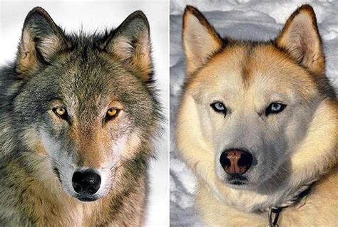 狗和狼有啥区别 - 拾味生活