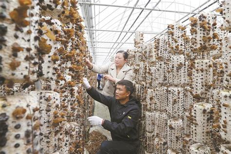 探访陕西金米村柞水木耳 销量翻了1千倍 生产发货24小时连轴转