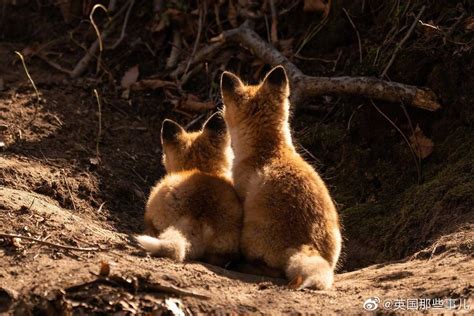 一位野生动物摄影师镜头下的各种狐狸宝宝……