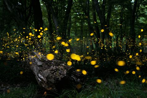 萤火虫在森林里飞舞泰国巴真武里夜间灌木丛中的萤火虫高清图片下载-正版图片506514466-摄图网