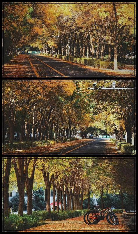 秋天森林落叶h5背景背景图片素材免费下载_熊猫办公