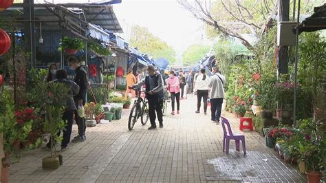 视频 | 沙岗墟迎春花市重启 春节气氛渐浓