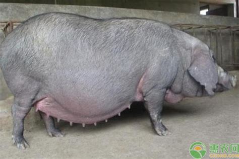 后备母猪初产管理要点，应该在8月龄、体重110公斤时进行 - 新三农