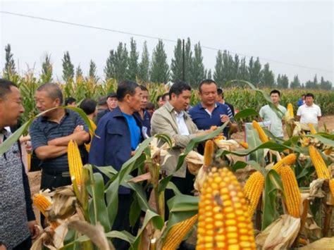 太谷种子管理站召开农作物新品种观摩会_简讯_资讯_种业商务网