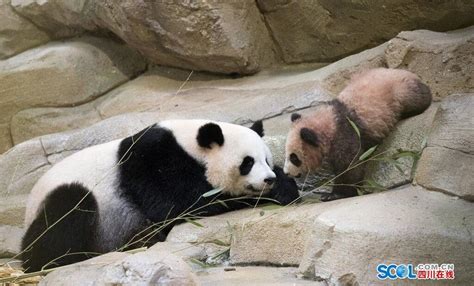 旅法大熊猫“圆梦”将于7月4日回国_凤凰网视频_凤凰网