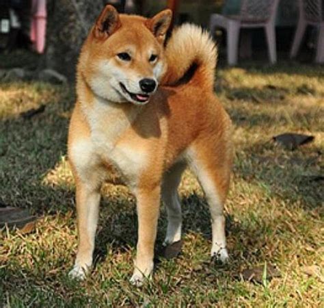 帅气的柴犬图片