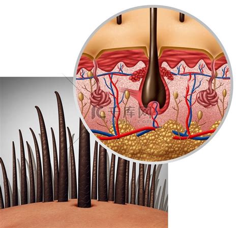 毛囊3D渲染插图从根部到发梢的受损头发再生技术图片素材-正版创意图片502726157-摄图网