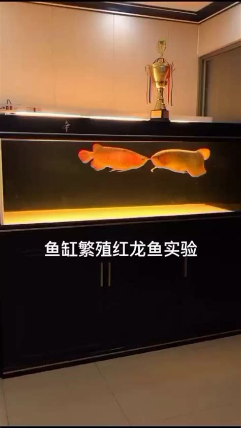 哈密水族馆我等你好辛苦 - 黄金招财猫鱼 - 广州观赏鱼批发市场