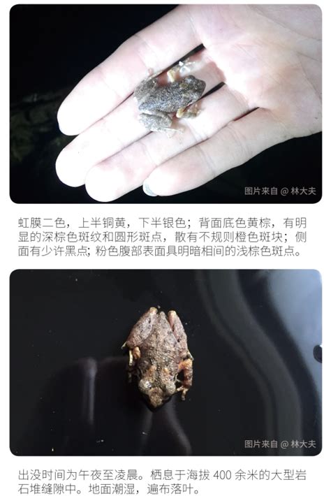 首次！广东这一自然保护区发现密疣掌突蟾 _www.isenlin.cn