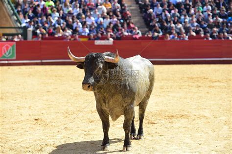 西班牙马背斗牛士巴勃罗·埃尔莫索·德·门多萨在波索布兰科骑马斗牛，用手玩牛头高清摄影大图-千库网