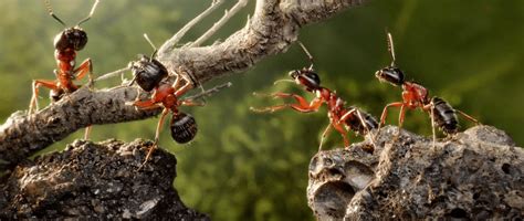 蚂蚁帝国：海滩洞穴，大群寄居蟹入侵！_腾讯视频