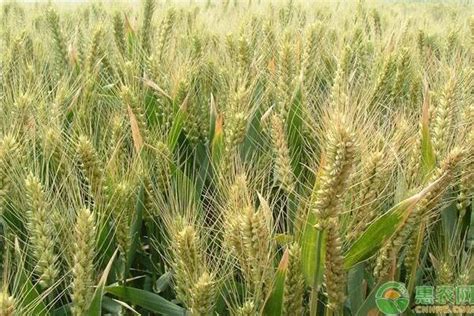 2019年中国小麦产量、消费量、播种面积、库存量、进出口情况及价格走势分析[图]_智研咨询