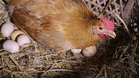 下金蛋的母鸡高清图片下载-正版图片600270378-摄图网