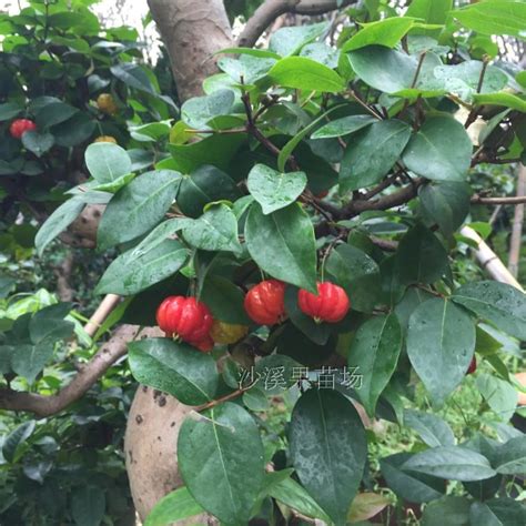 巴西红果盆景,红果树,造型_大山谷图库