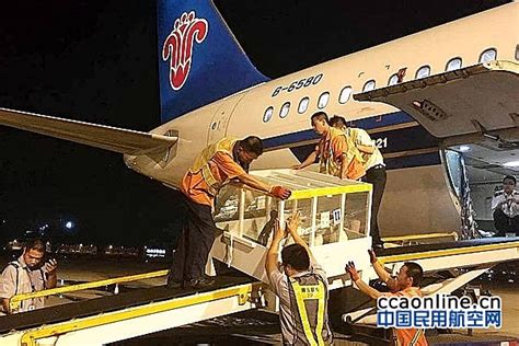 企鹅宝宝从台北飞往大连，享受南航VIP待遇 - 中国民用航空网