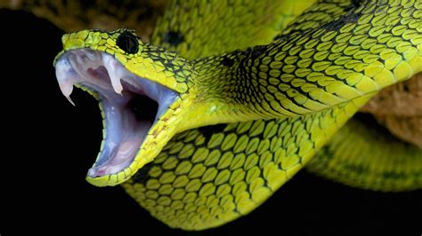 全球发现的奇怪生物，著名的刚果巨蛇，全长13-15米|刚果|全长|蛇_新浪新闻