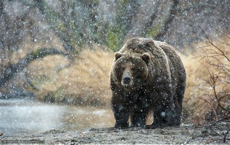 俄罗斯“火山与熊” - 俱乐部公告 - 我爱狩猎俱乐部