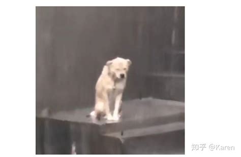 有人知道有一张小狗在雨中淋雨的表情包是怎么回事吗？好像还被铁链子拴着了？ - 知乎