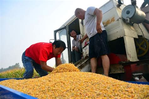 卖干玉米能多卖钱，有3种晒玉米的方法，能让玉米干得更快|玉米|干玉米|农民_新浪新闻