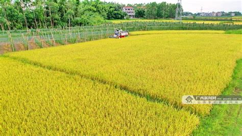 贵港市港南区推广水稻粉垄技术再次增产|手机广西网