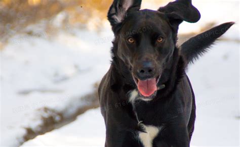 黑色的狗有什么品种（6种稀有的黑色狗狗品种介绍） - 胖萌舍宠物网