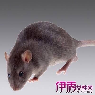 灭鼠除虫 > 鼠类防治_成都快立克环保工程有限责任公司