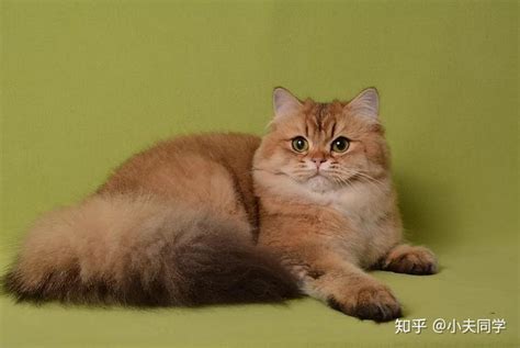 异国长毛猫AMYWORKS2019年1月2日拍摄于河南郑州_AMYWORKS赛猫摄影-站酷ZCOOL
