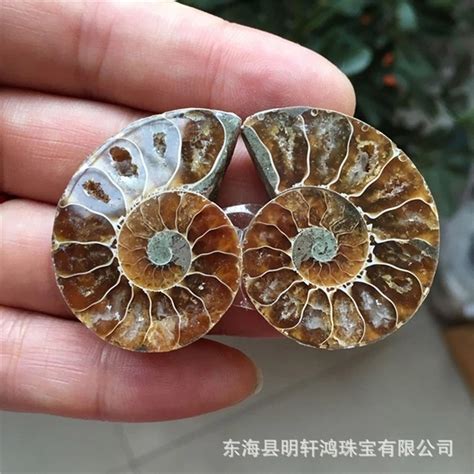 斑彩螺原石 菊石 海螺化石 古生物化石科普手作-阿里巴巴