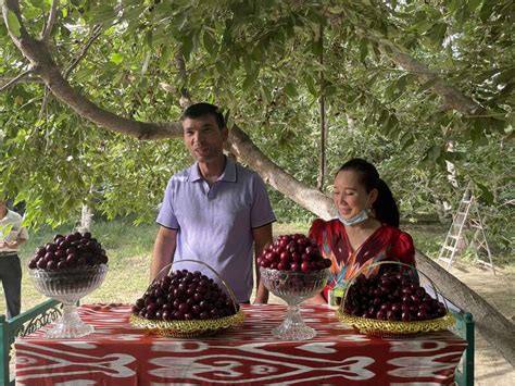 喀什群“樱”会把脉樱桃全产业链发展|喀什市|喀什地区|新疆_新浪新闻