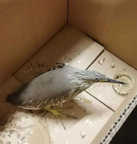 受伤小鸟坠入福州高新区办公室 热心人助它们返蓝天 - 社会 - 东南网