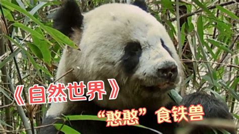 为什么吃竹子的大熊猫是食肉目动物？_酷知经验网