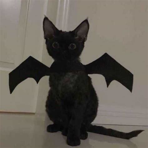 非主流黑猫头像女生头像