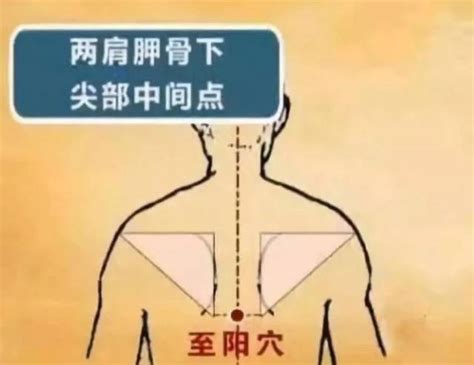 至阳的准确位置图图片 至阳的准确位置图图片
